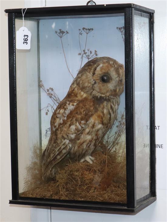 A cased taxidermic tawny owl